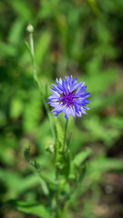 Cornflower (lat. Centaurea cyanus), of the family Asteraceae.