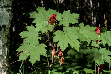 Devil's Club (Oplopanax horridus) in deciduous forest, Alaska