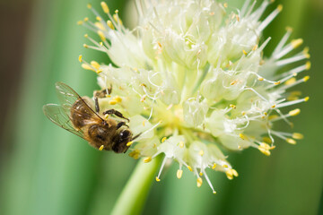 Honey bee pollinating Onion (lat. Allium cepa)