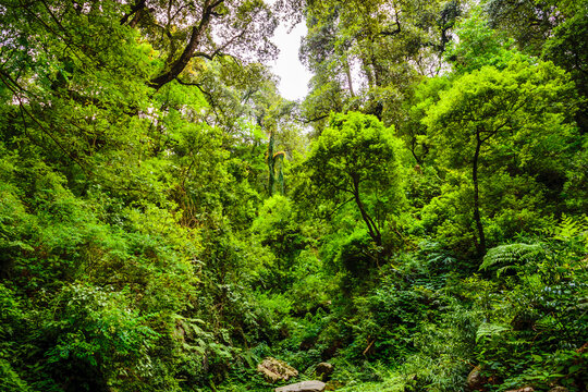 View of Evergreen tropical rainforest where trees covered with moss in  lesser himalayas enroute to Prashar Lake trekk trail. It is located at a height of 2730 m above msl  Himachal Pradesh, India.