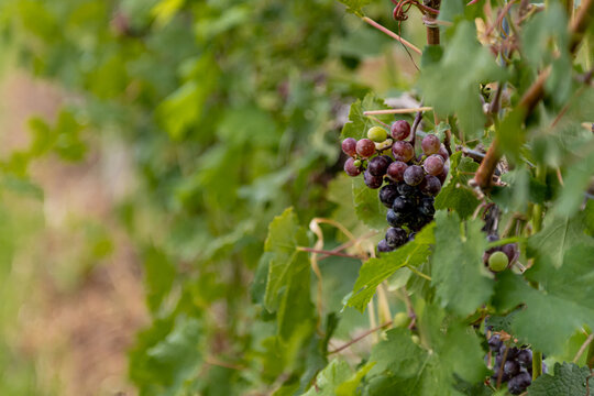 Ohio Wine Country, Red Grapes In Northeast Ohio Farmland