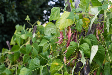 Beans on the bush in the garden - organic food