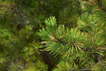 Pinus nigra