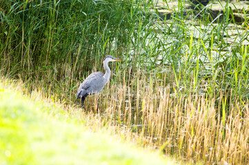 Heron among the reeds in its natural environment