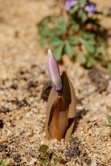 Siberian Fawn Lily (Erythronium sibiricum) in garden, Central Russia