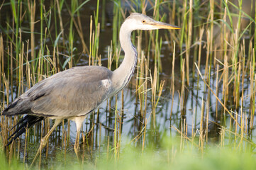 Heron among the reeds in its natural environment