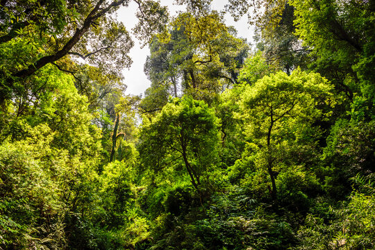 View of Evergreen tropical rainforest where trees covered with moss in  lesser himalayas enroute to Prashar Lake trekk trail. It is located at a height of 2730 m above msl  Himachal Pradesh, India.