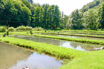 Trout farming in running water ponds, Poland