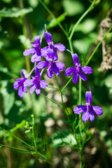 The field larkspur (lat. Consolida regalis), of the buttercup family (Ranunculaceae).	