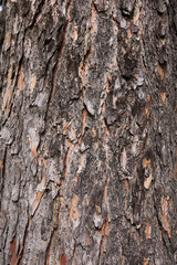 Pinus wallichiana tree