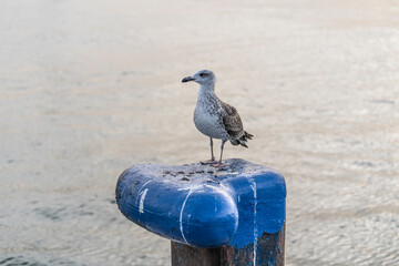 seagull on the pier
