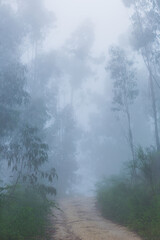 Fototapeta na wymiar Fog in the forest