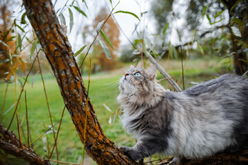 Portrait of a gray cat on a tree. A fluffy cat with green eyes is climbing a tree. Siberian cat