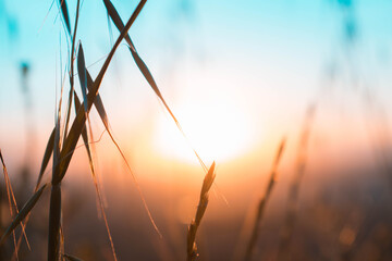 El increíble atardecer tras las hojas.
