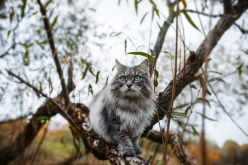 Naklejka na ściany i meble Portrait of a gray cat on a tree. A fluffy, curious cat with green eyes. Siberian cat