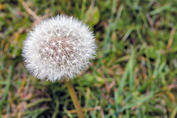 Side view of a blooming dandelion flower on a meadow background