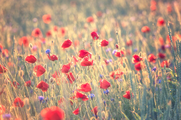 Red poppy flowers on the field in sunset light, natural outdoor background