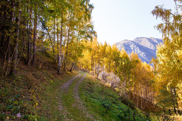 Naklejka premium Autumn landscape. Beautiful birch trees. Walk in the birch forest. Natural background. Place to insert text.