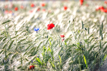 Fototapeta premium Wheat field with red poppy flowers at sunset, scenic summer landscape, outdoor agricultural background