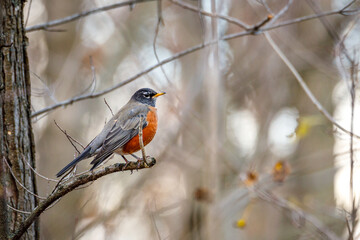 American robin (Turdus migratorius) perched on a tree limb during autumn, selective focus, background blur, foreground blur
