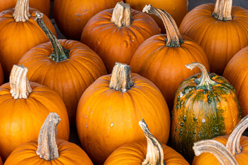 Close up of reshly harvested pumpkins