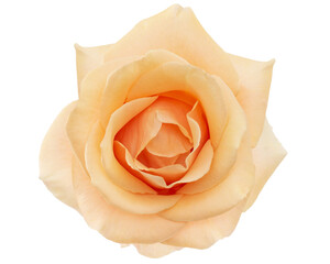 Flower of cream rose, isolated on white background