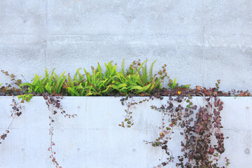 コンクリートの壁に這わされた植物