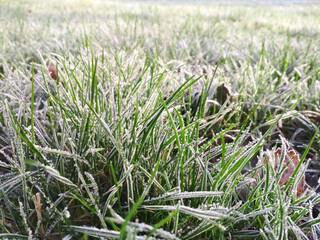 Close up young green grass. Morning frost on lawn.. Lawn blur with soft light for background.