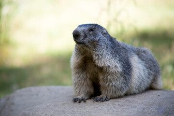Marmotte Pyrénées groundhog, prairie dog