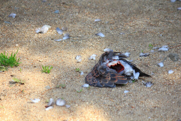 動物に襲われて死んだハト