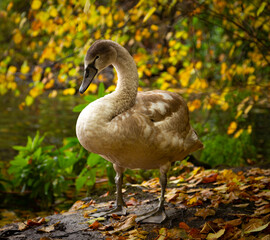 autumn swan