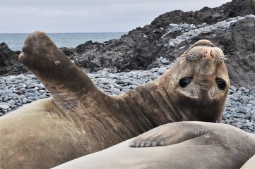 Southern Elephant seal (Mirounga leonina) resting on the beach