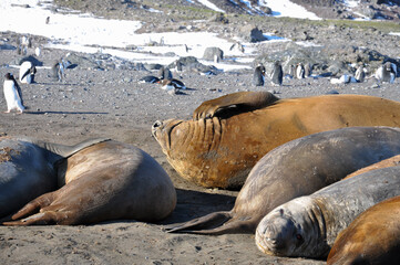 Southern Elephant seals (Mirounga leonina) resting on the beach. Behind them is a Gentoo penguin colony