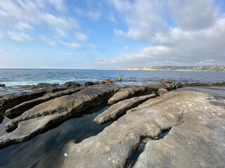 Seals Resting On Rocky Surface By Ocean