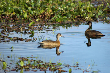 Obraz premium Female and male of Brazilian duck (Amazonetta brasiliensis) swimming in a lagoon of Ibera wetland