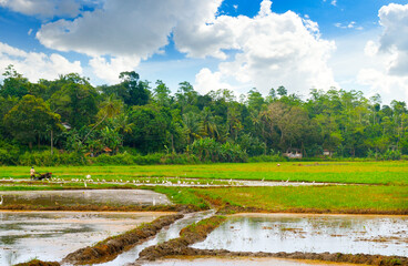 Green field of rice plant with water. Grain culture of Asia.