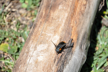 Horsefly perched on a wood in the field