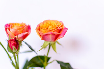 Fototapeta na wymiar Small Pink and Orange Cut Roses in White Vase