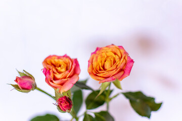 Small Pink and Orange Cut Roses in White Vase