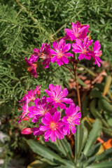 Siskiyou Lewisia (Lewisia codyledon) in greenhouse