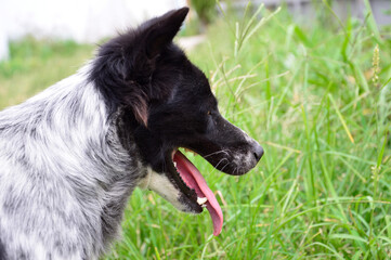 A dog with a mouth open