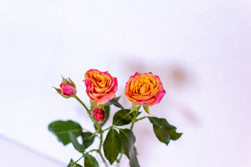 Small Pink and Orange Cut Roses in White Vase