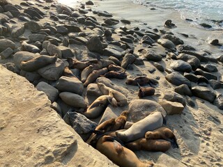 Fototapeta na wymiar Sea Lions Sleeping On Rocky Shore, Sleep Piles (La Jolla, San Diego, California)