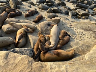 Fototapeta premium Sea Lions Sleeping On The Beach (La Jolla, San Diego, California)