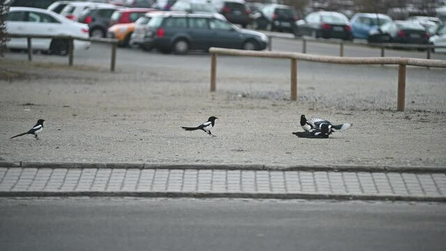 Alle gegen einen. V&ouml;gelstreit auf der Stra&szlig;e
