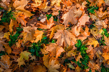 Colorful background image of fallen autumn red and orange leaves perfect for seasonal use. 