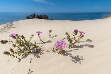 beach with flowers and blue sky