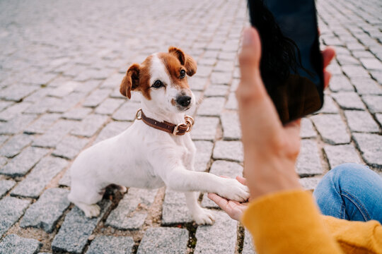A beautiful little dog looking at the camera while its owner is taking a photo of it with the phone. It is giving the paw to its owner. Technology lifestyle with pets