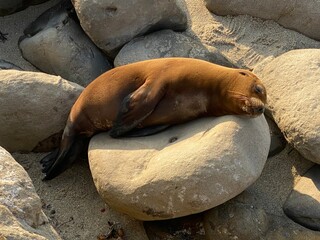 Baby Sea Lion Sleeping On Rock (La Jolla, San Diego, California)