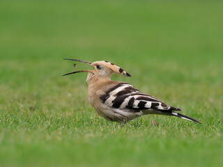 Hoopoe, Upupa epops © Erni